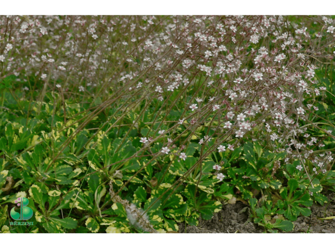 Saxifraga   'Aureopunctata'